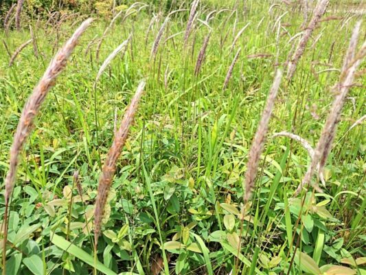 愛知県 名古屋市 よく見かける雑草 随時更新していきます 愛知県 名古屋市で満足度の高い人工芝 人気のウッドデッキとガーデンルームを取り入れたお庭をご提案中