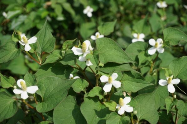 愛知県 名古屋市 よく見かける雑草 随時更新していきます 愛知県 名古屋市で満足度の高い人工芝 人気のウッドデッキとガーデンルームを取り入れたお庭をご提案中