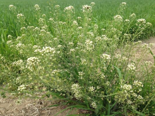 愛知県 名古屋市 よく見かける雑草 随時更新していきます 愛知県 名古屋市で満足度の高い人工芝 人気のウッドデッキとガーデンルームを取り入れたお庭をご提案中